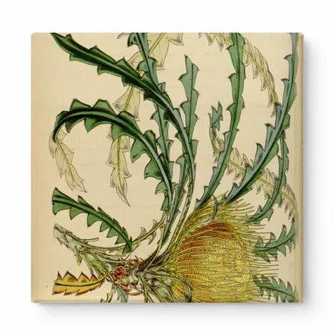 Plants & Flowers