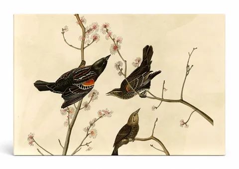 Red-winged Blackbird (1827)