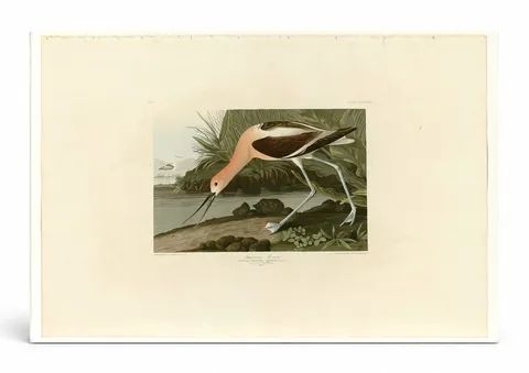 American Avocet (1838)