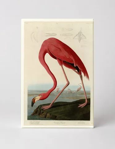 American Flamingo (1838)