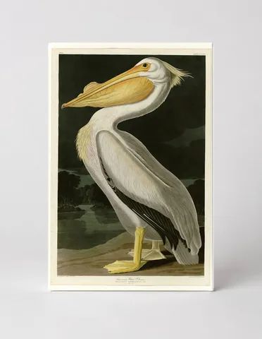 American White Pelican (1835)