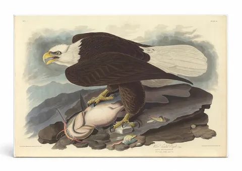 White-headed Eagle (Plate 31)