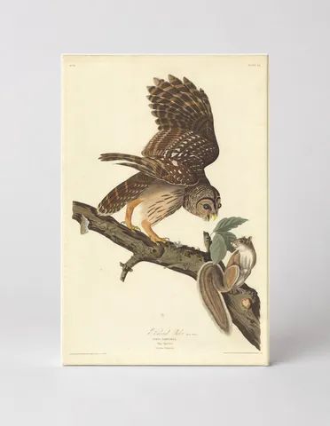 Barred Owl (1833)