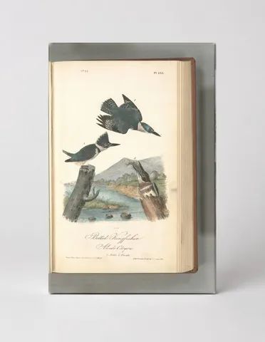 Belted Kingfisher, Plate 77 (1838)