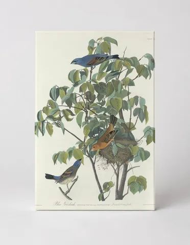 Blue Grosbeak (1827)