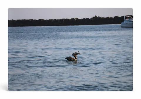 Brown Pelican