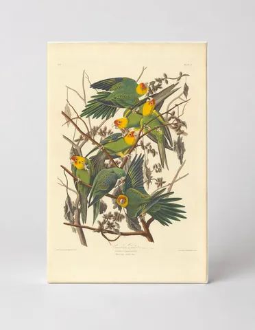 Carolina Parakeet (1827)