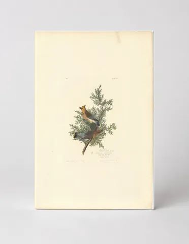 Cedar Waxwing (1827)