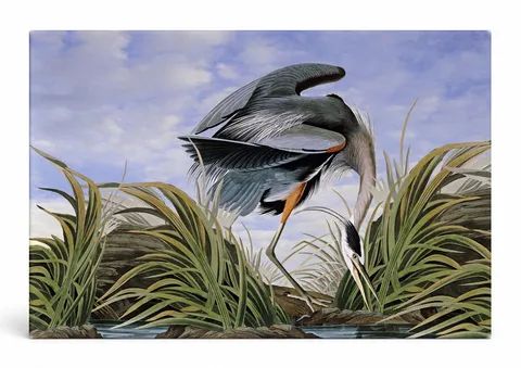Great Blue Heron (1834)
