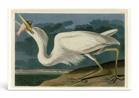 Great White Heron (1835)