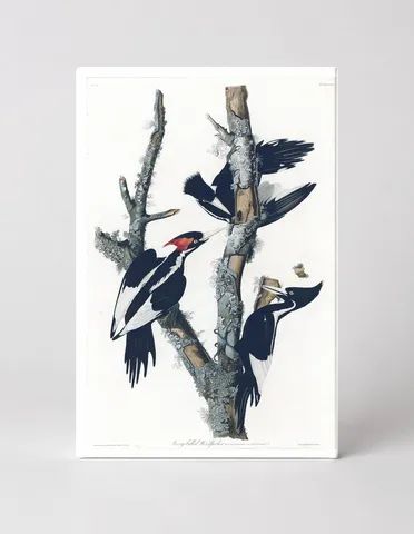 Ivory-billed Woodpecker (1827)