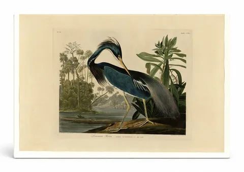 Louisiana Heron (1834)
