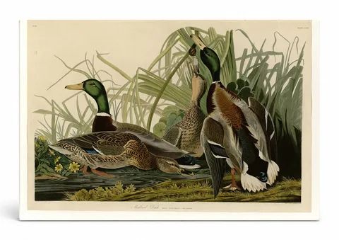 Mallard Duck (1834)