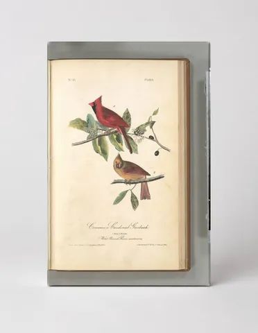 Common Cardinal Grosbeak (1827)