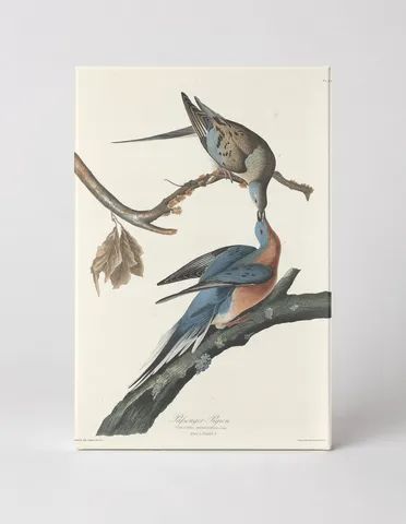 Passenger Pigeon (Plate LXII, 1827)
