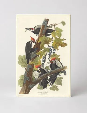 Pileated Woodpecker (1826)
