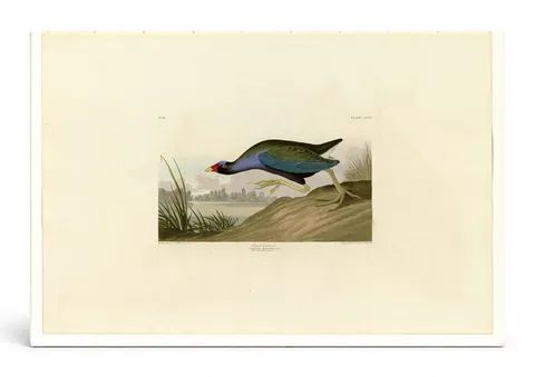 Purple Gallinule (Plate CCCV)