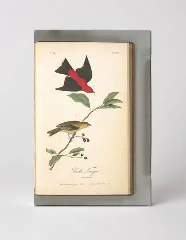 Scarlet Tanager, Plate 209