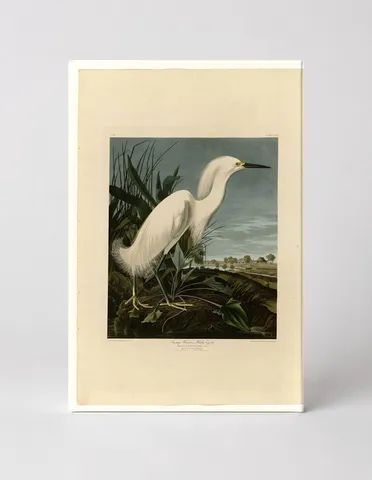 Snowy Heron or White Egret (1821)