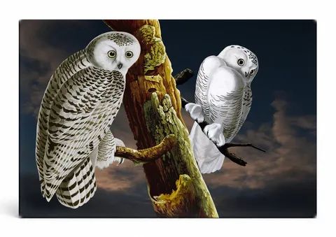 Snowy Owl (1831)