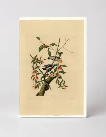 Downy Woodpecker, Plate 112 (1827–1838)