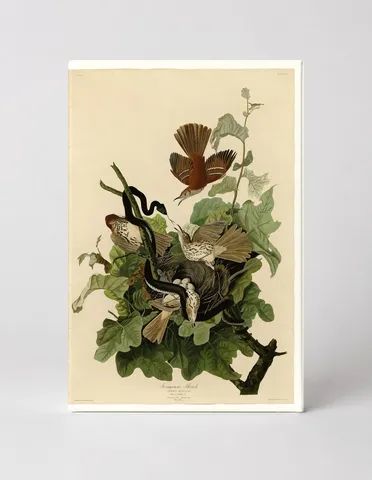 Ferruginous Thrush (Plate CXVI)