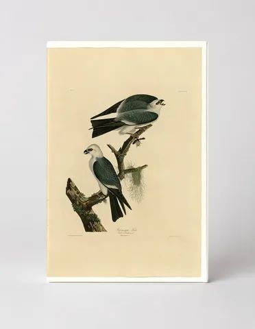 Mississippi Kite, Plate 117 (1827)