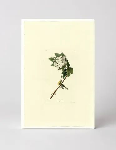 Yellow-throated Vireo (Plate 119)
