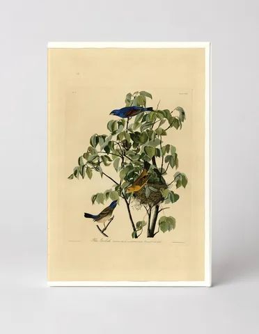 Blue Grosbeak, Plate 122