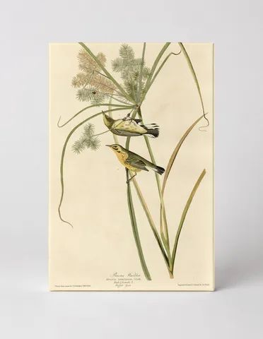 Prairie Warbler, Plate XIV (1827–1838)