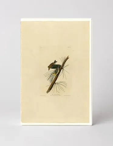Pine Creeping Warbler (Plate 140)