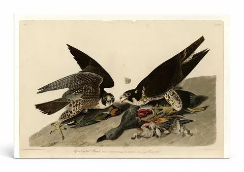 Great-footed Hawk (Plate 16)
