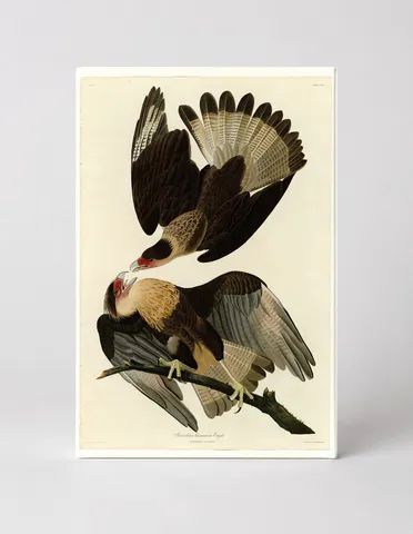 Brazilian Caracara Eagle (Plate 161)