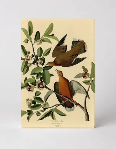 Zenaida Dove, Plate CLXII (1827–1838)