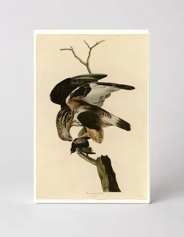 Rough-legged Falcon, Plate 166 (1831)