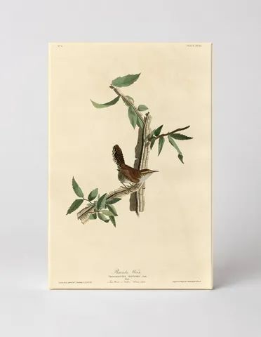 Bewick's Wren, Plate XVIII