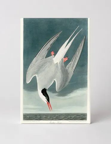 Arctic Tern, Plate 250 (1835)