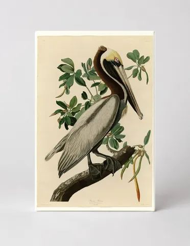 Brown Pelican, Plate CCLI (1827–1838)