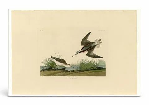 Wilson's Phalarope (Plate 254)