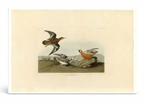 Red Phalarope (Plate 255)