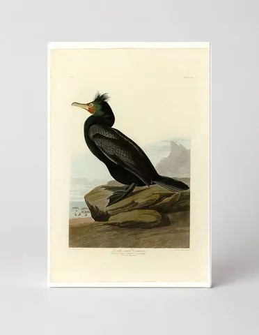Double-crested Cormorant, Plate CCLVII (1835)