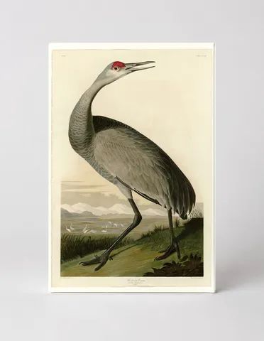 Hooping Crane, Plate CCLXI (1834)