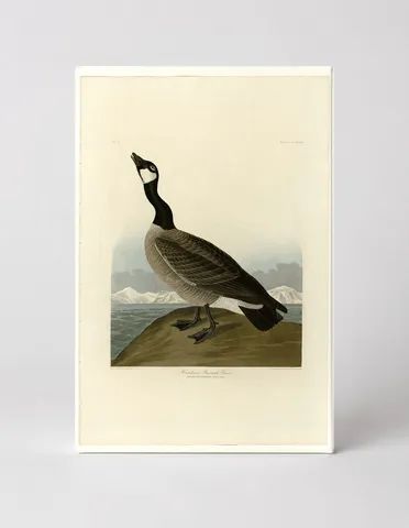 Hutchins's Barnacle Goose, Plate 277