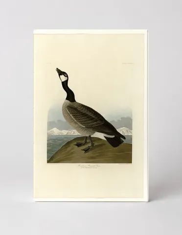 Hutchins's Barnacle Goose, Plate CCLXXVII
