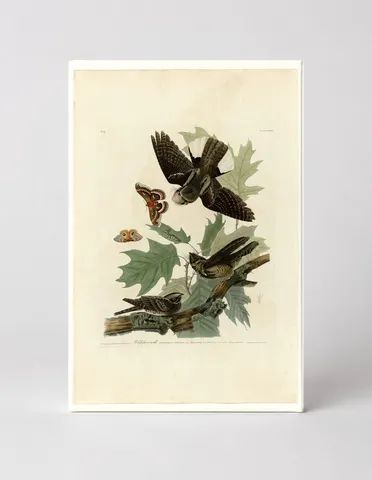 Whip-poor-will (Plate LXXXII)