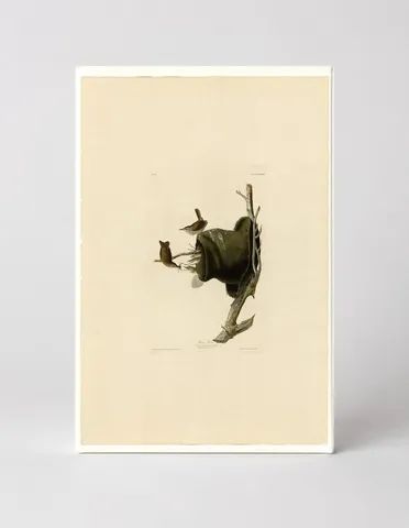 House Wren, Plate 83 (1827–1838)