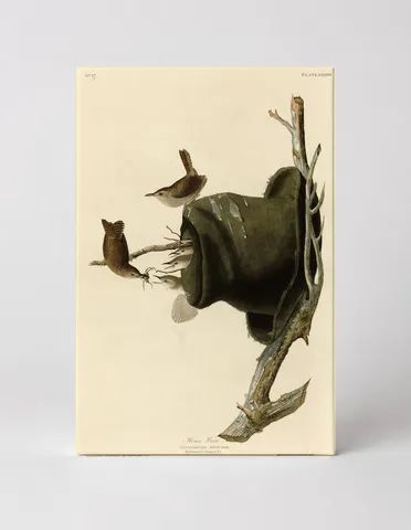 House Wren, Plate LXXXIII (1827–1838)