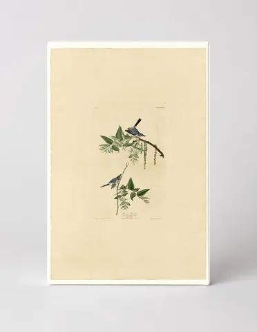 Blue-Gray Gnatcatcher (1827)