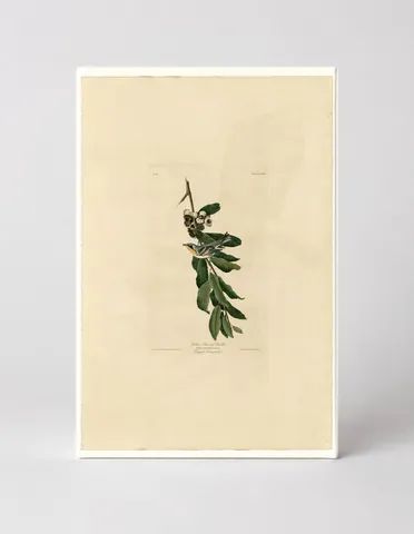 Yellow-throated Warbler, Plate 85 (1827–1838)