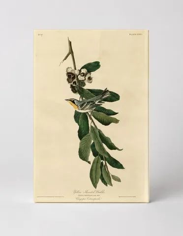 Yellow-Throated Warbler, Plate LXXXV (1827–1838)